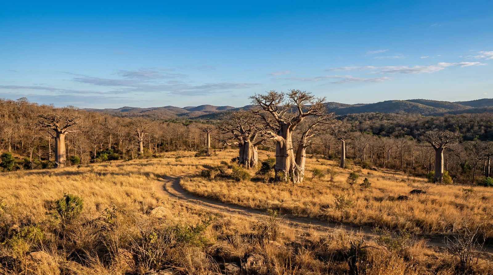 Ankarafantsika National Park landscape