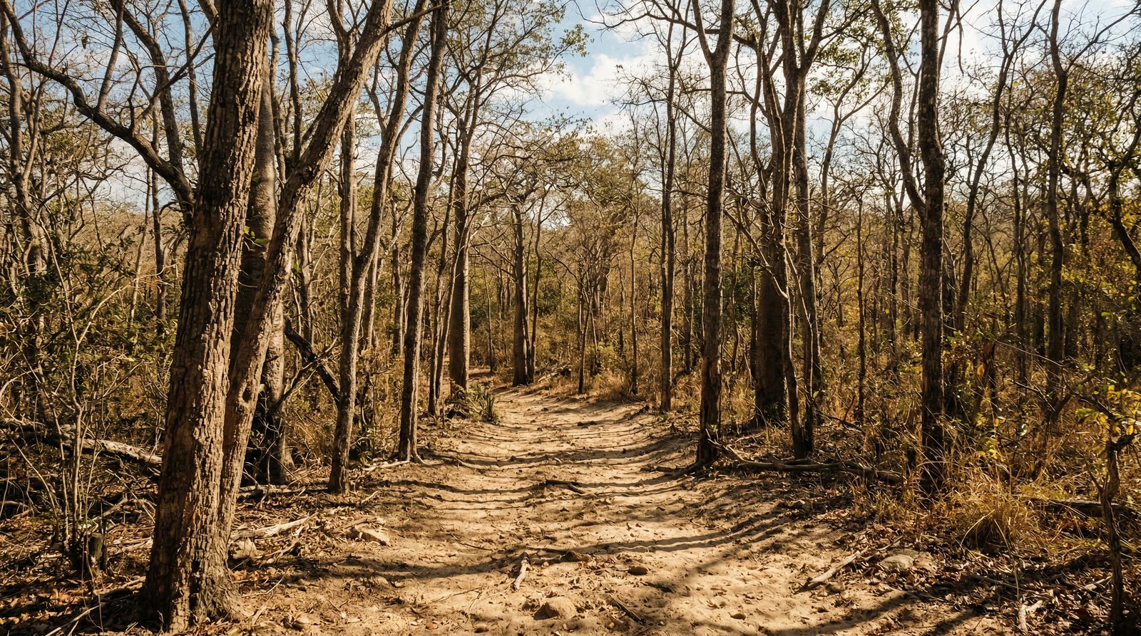 Menabe Antimena dry forest